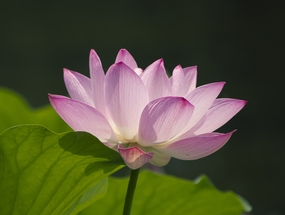 夏日粉色荷花盛开图片